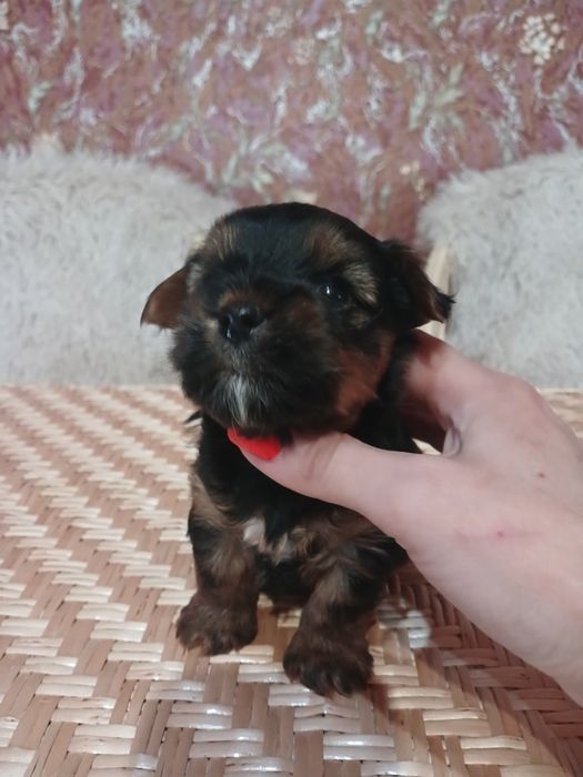 Йоркширский терьер вязка