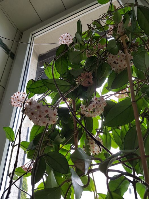 Hoja kwitnąca - woskownica, zaszczepki ukorzenione 2szt.