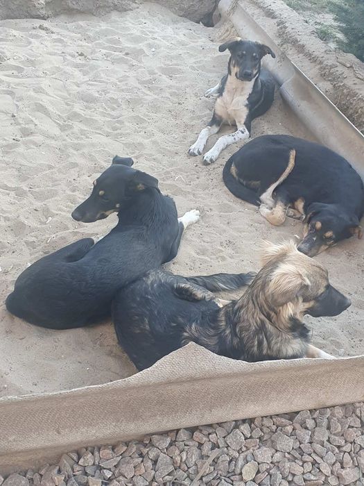 Стерилизованные и вакцинированые щенки, ждут свою семью.