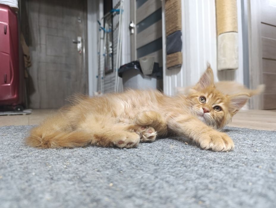 Rude Maine Coon FPL śliczne kluski