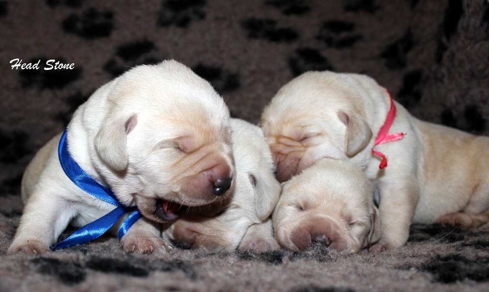 КСУ-FCI Лабрадор ретривер