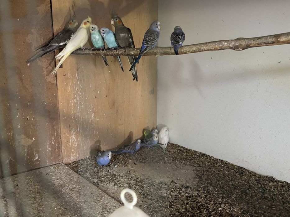 Młode nimfy sprzedam