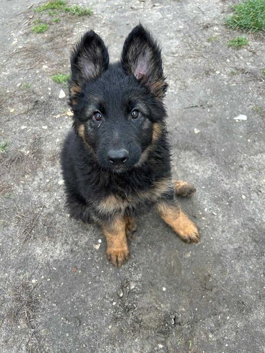 Owczarek niemiecki długowłosy czarno podpalany PIESEK!!