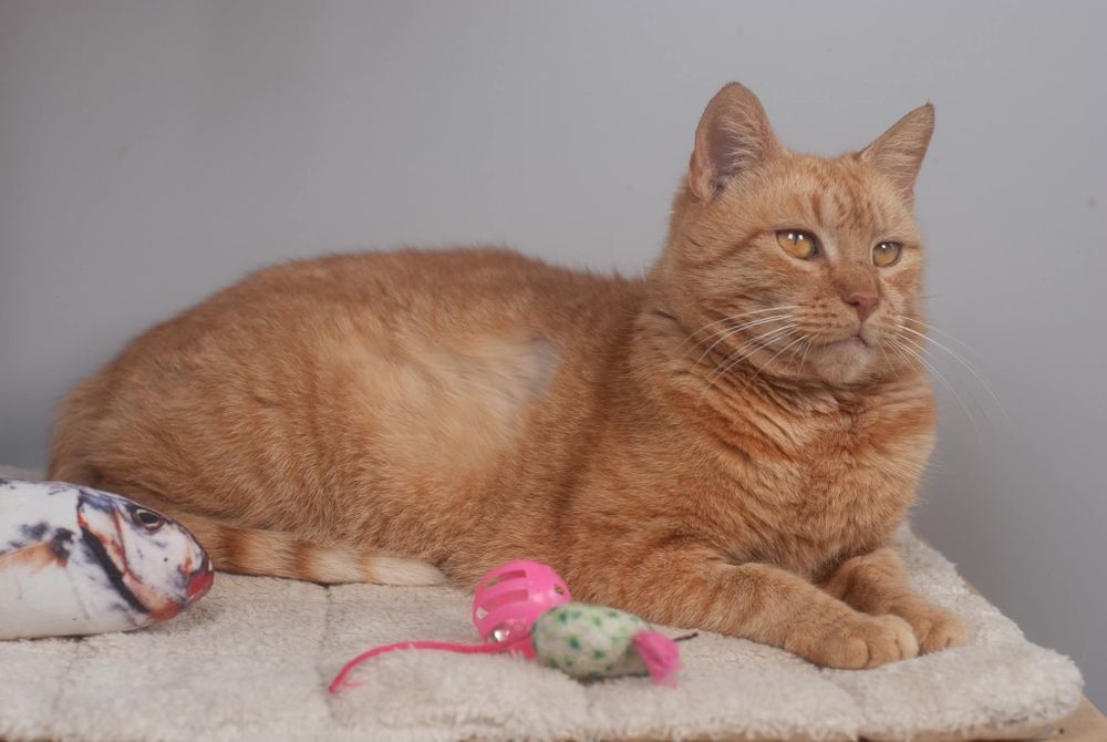 Cherry - przyjazna kotka szuka domu