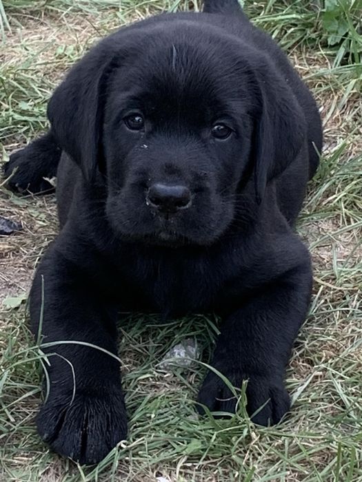 Лабрадор для вязки