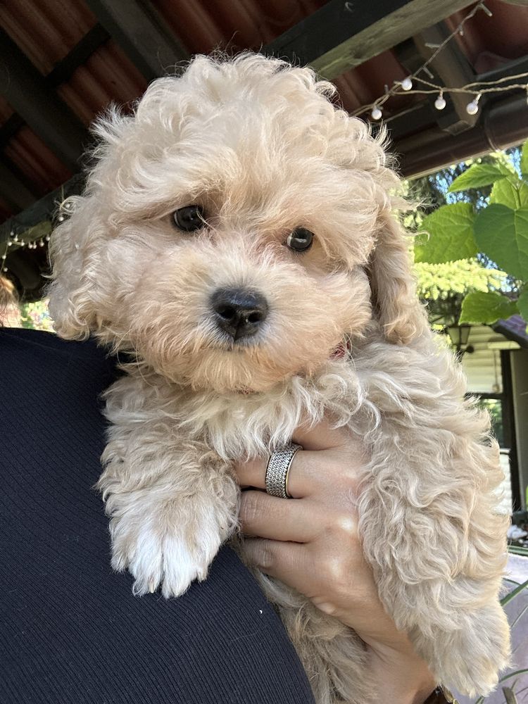 Maltipoo samiec gotowy do odbioru