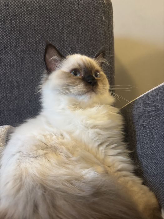 Ragdoll dziewczynka do odbioru