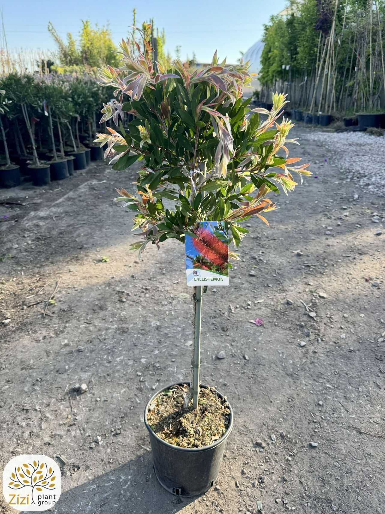 Callistemon 'Laevis', Kuflik, Ø30cm, pień 60cm, czerwone kwiaty