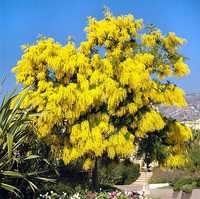 Акация дильбата (мимоза) / acacia dealbata