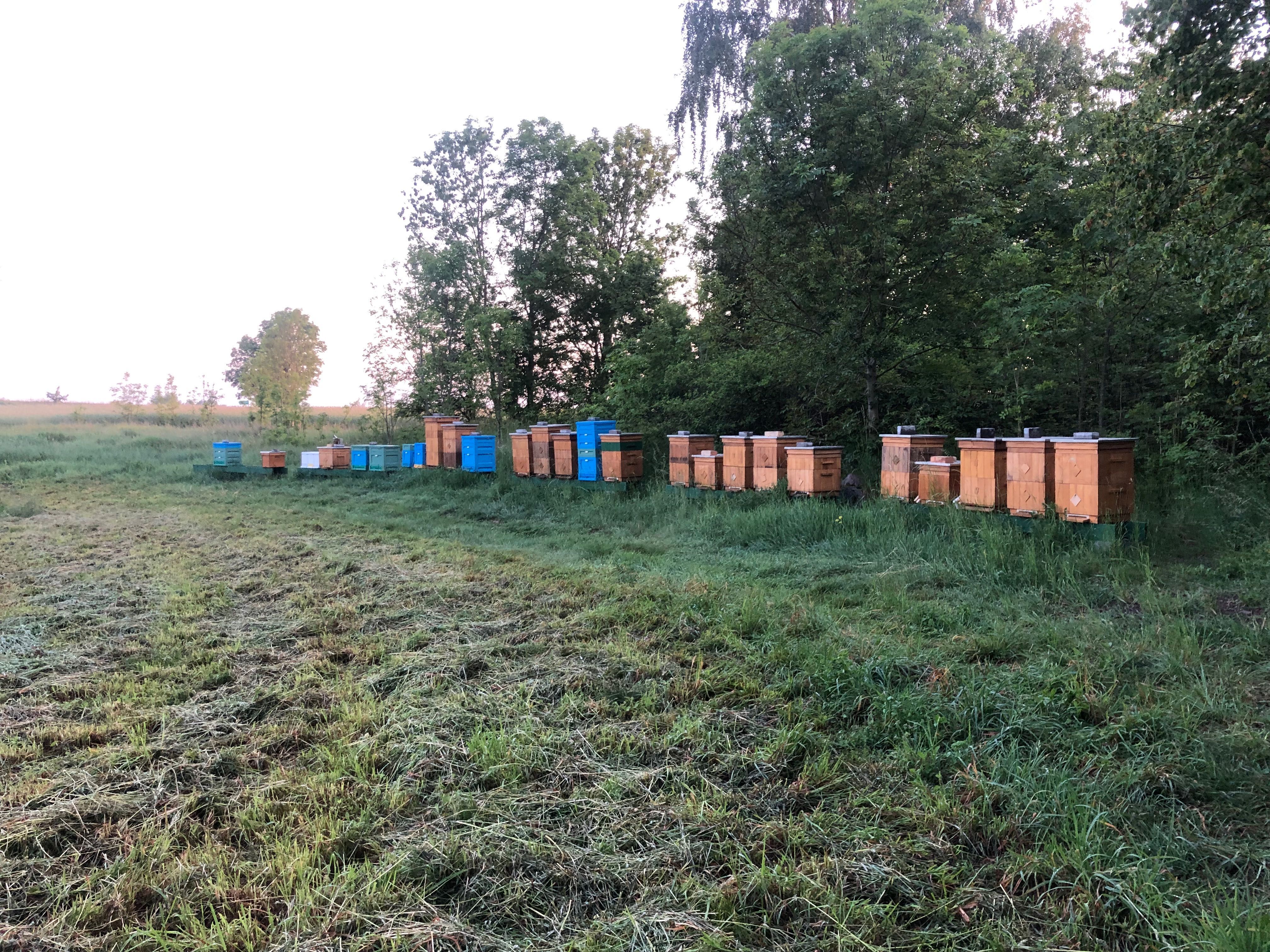 Odkłady pszczele na ramce wielkopolskiej