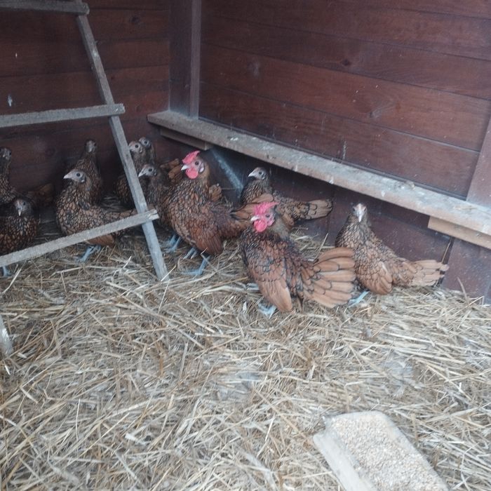 Selebrytki kurki ozdobne