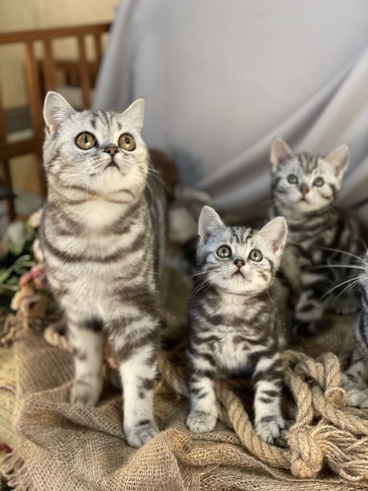 Красиві мармурові кошенятка