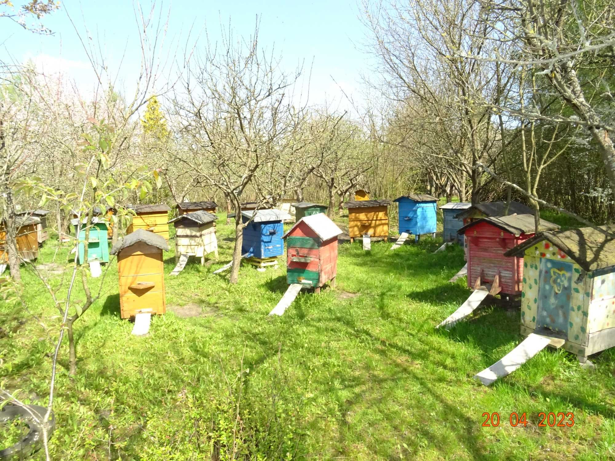 Rodziny pszczele - sprzedam.