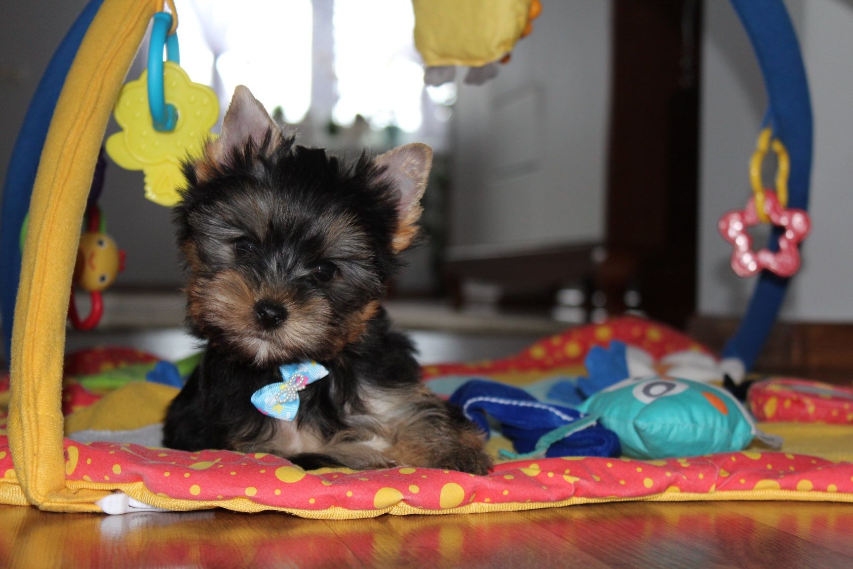 Yorkshire Terrier piesek