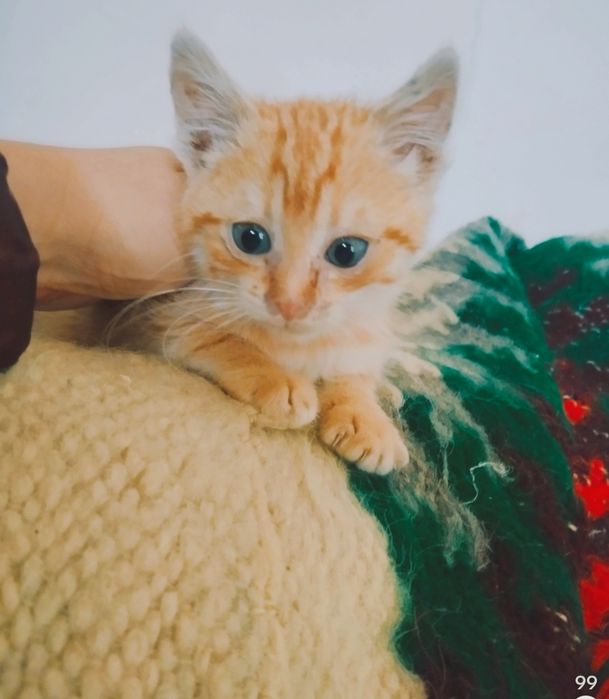 Котик Рижик в добрі руки.