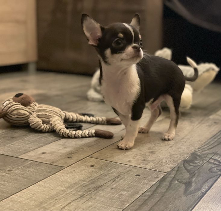 Chihuahua krotkowłosa czekoladowy   - piesek