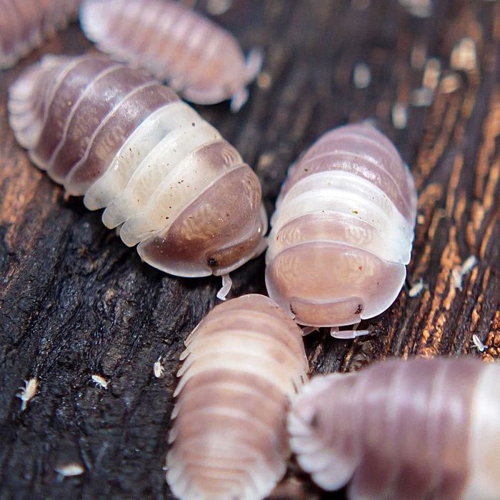 Cubaris sp. "Panda King", isopody, 10 szt.