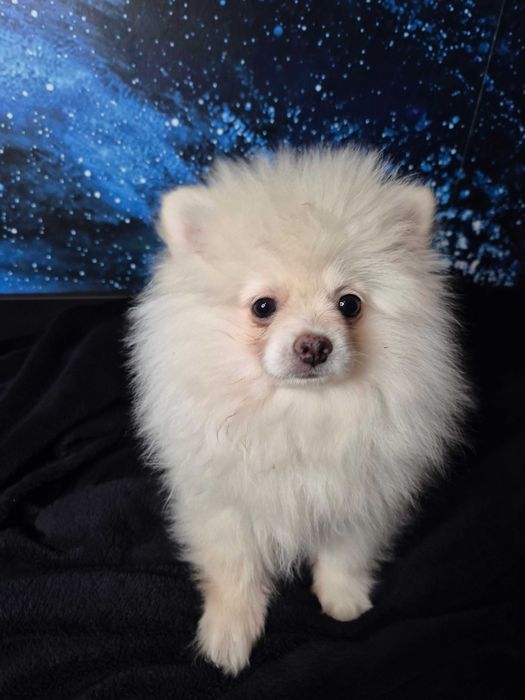 Pomeranian Seila – urocza suczka gotowa do zmiany domu