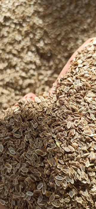 Семена /Насіння на зелень Мікрогрін