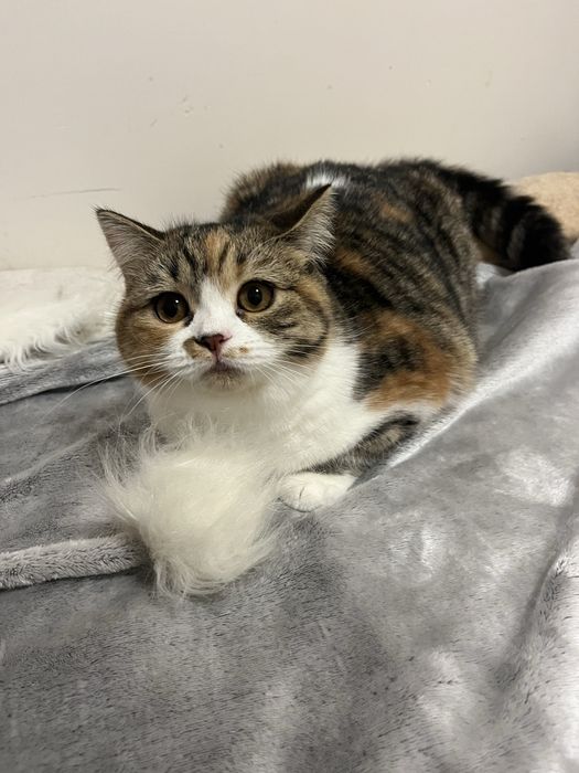 Scottish straight femea