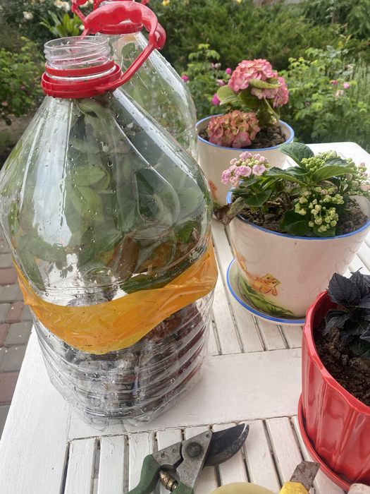 Розы английские