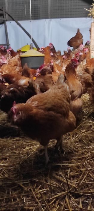 Kury nioski młode z pierwszym jajkiem różne kolory do wyboru do koloru