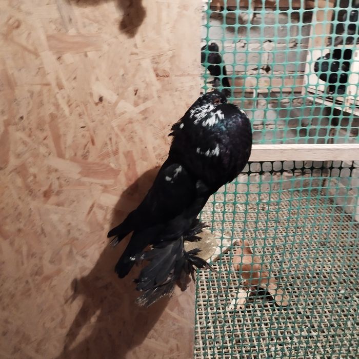 Garłacz , garłacze pomorskie