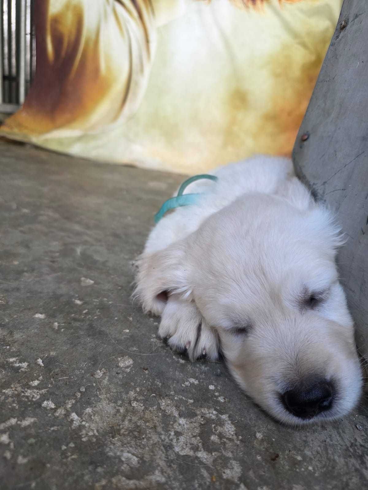 Golden Retriever macho - Contrato, Garantia, LOP e Despistes Genéticos