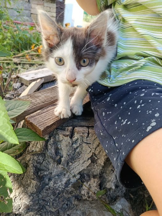 Кошеня Софіївська Борщагівка