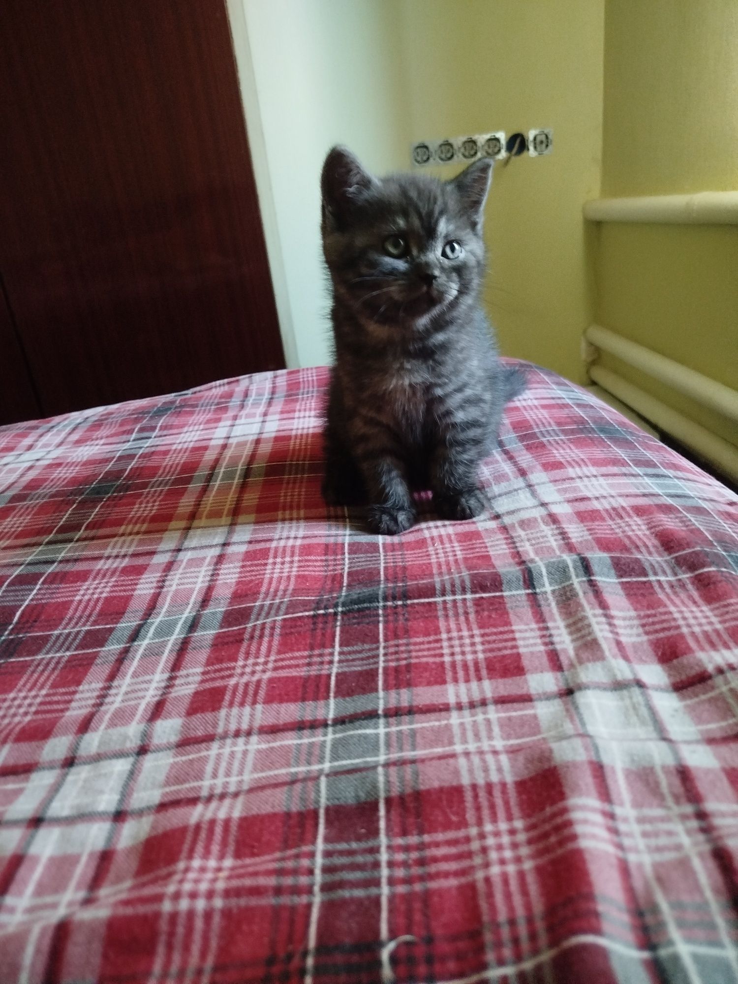 Шотландські кошенята