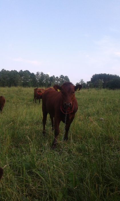 Byk rasy Polska Czerwona z Zasobów Genetycznych