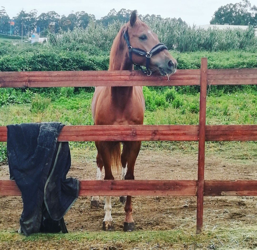 Cavalos a penso em Matosinhos