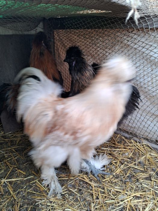 Продам ИЯ китайская шелковая.
