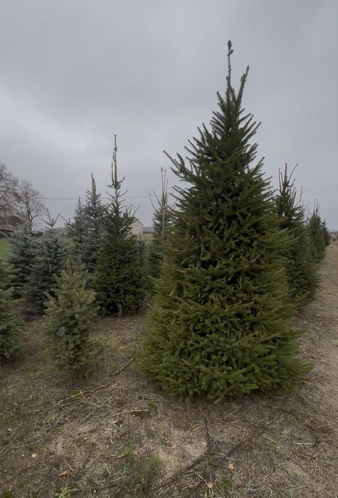 Sprzedaż choinek - h u r t o w o   z własnej plantacji