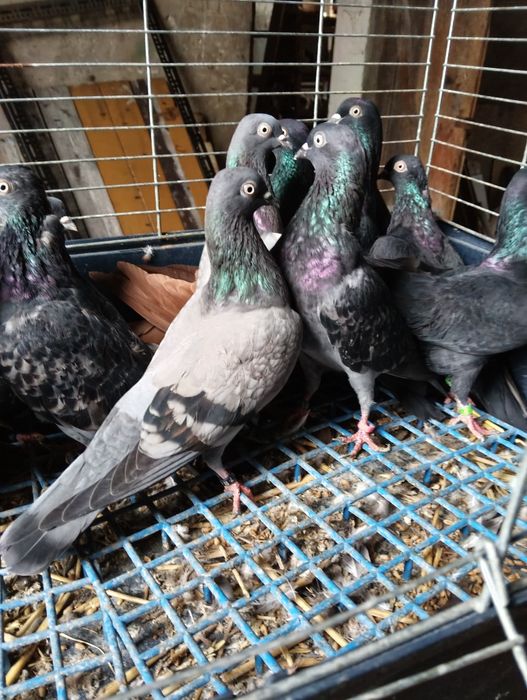 Gołębie ozdobne tiplery