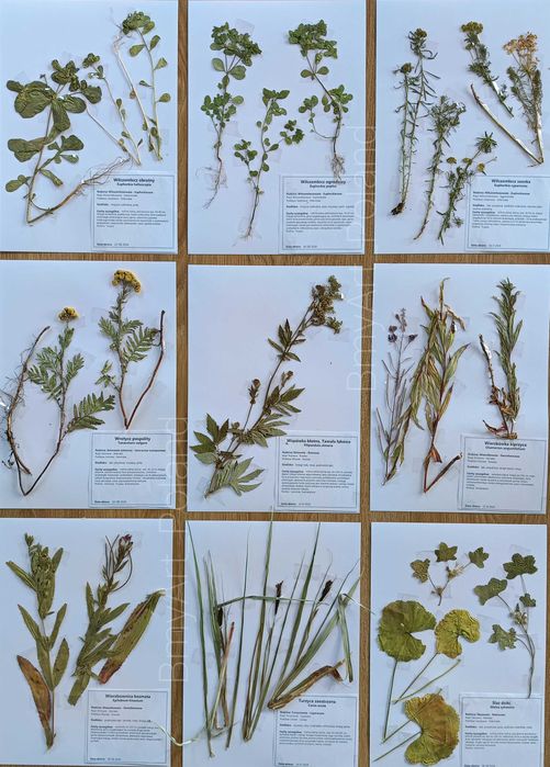 20 gat zielnik mix 2025 na bloku z opisami