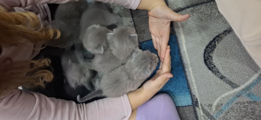 Гарні висловушки і прямовушки шукають господарів