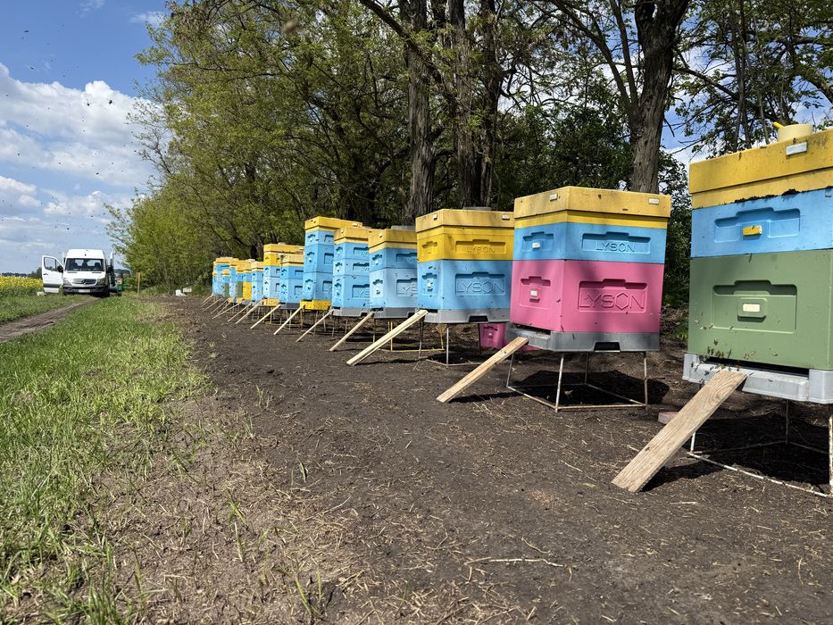 Продам пасіку вулики лисонь бджола бакфаст