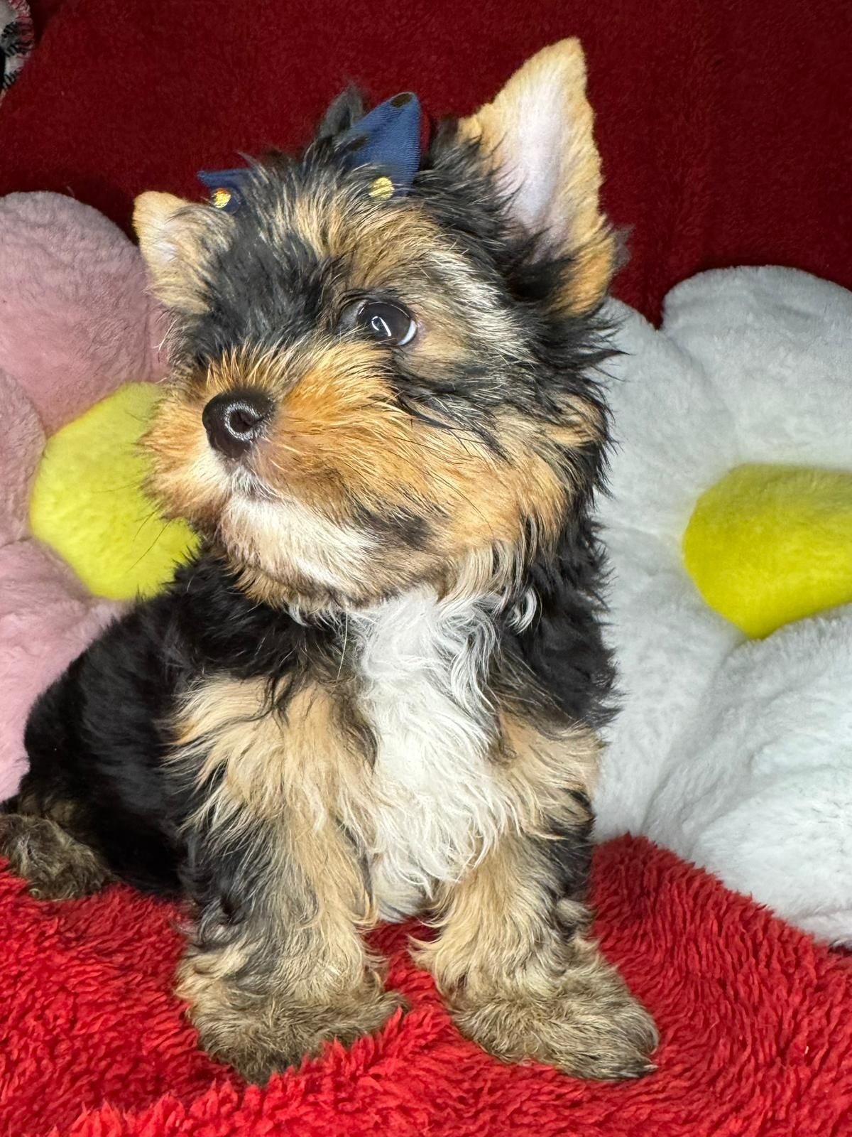 Dziewczynka Yorkshire Terrier SARA -gotowa do odbioru