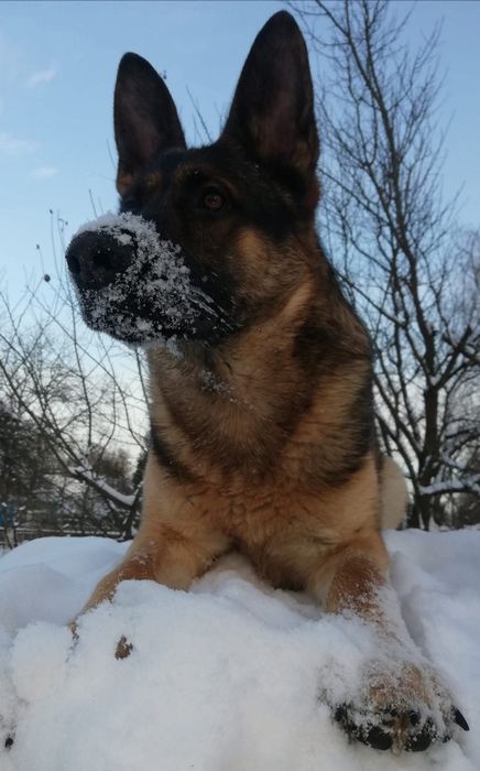 Продам дорослого собаку породи німецька вівчарка