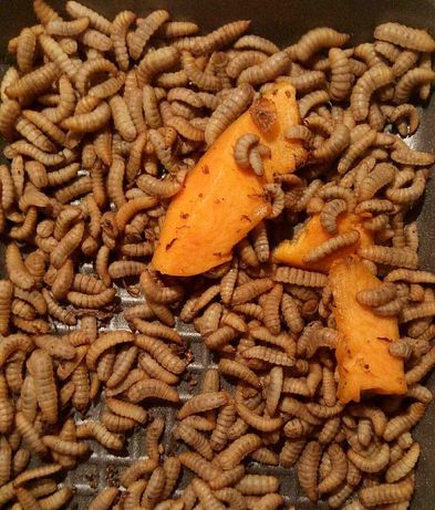 Белково-кальциевые витаминные личинки львинк для сурикат птиц рептилий