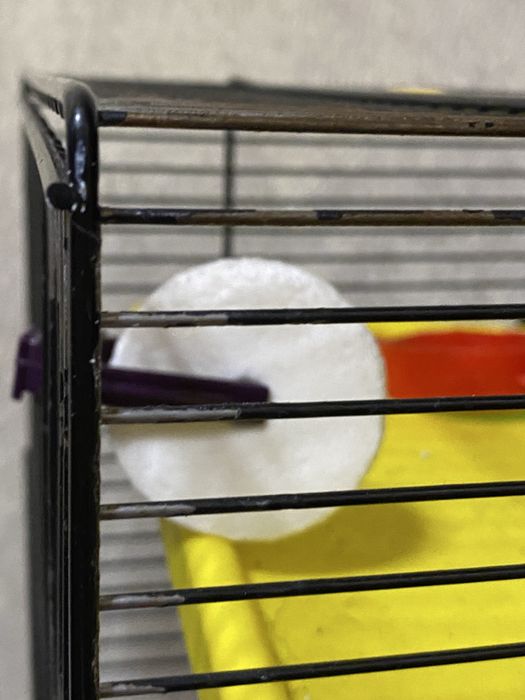 Продам клітку для хомʼяка з усім, що на фото