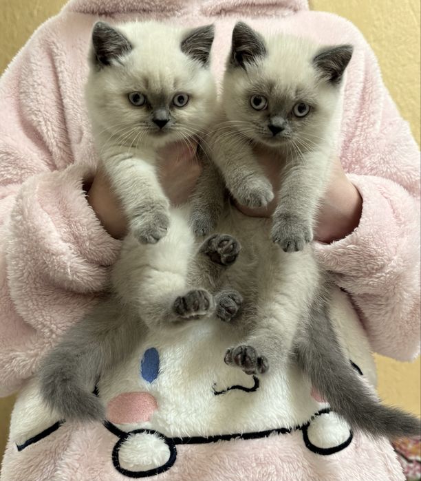 Британські котики