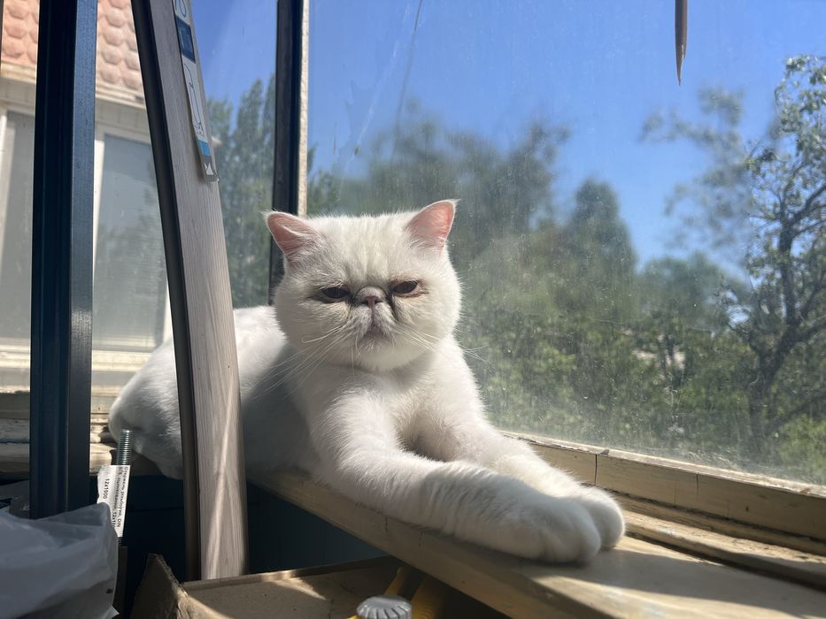 Отдается кот экзот