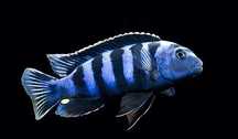 Pyszczak Saulosi, Aulonocara Marmelade, Aulonucara Fire Fish