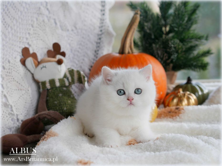 Albus szynszylowy srebrny kocurek brytyski BRI ns 12 Prawdziwy Miś