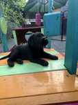 Labrador Retriever szczeniak ZKwP FCI