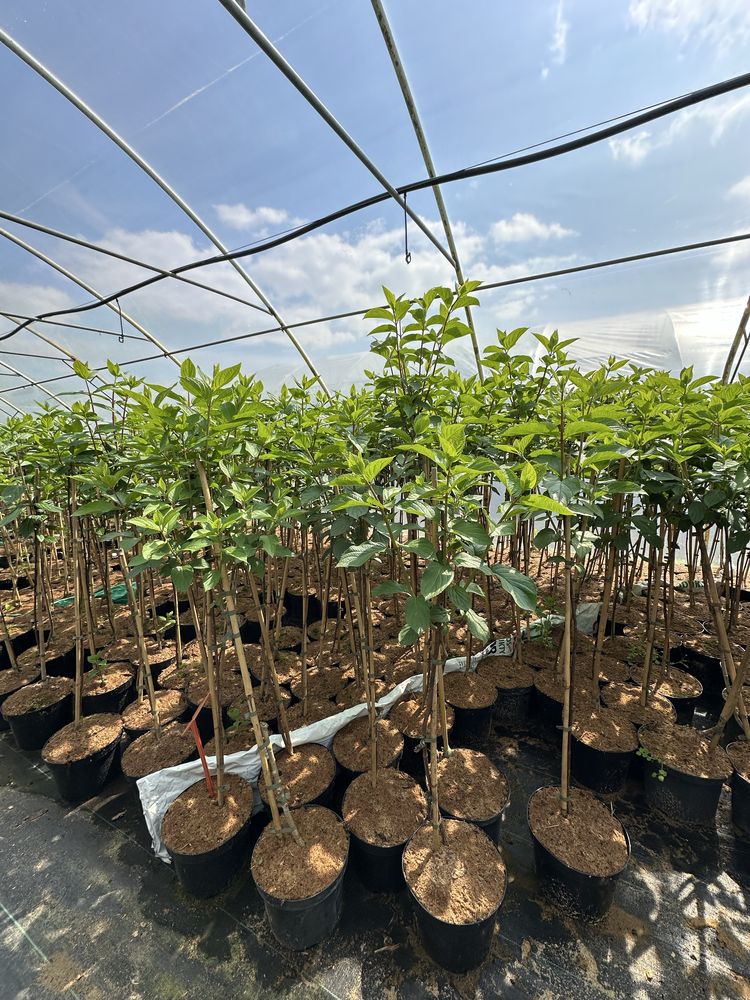 Hortensja Bukietowa Na Pniu 5L