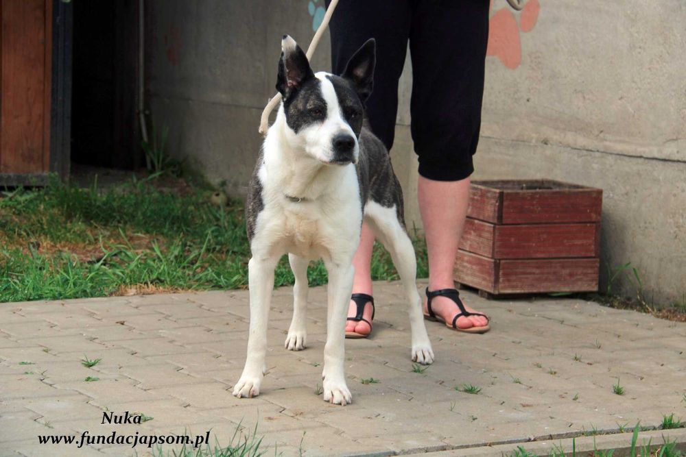 Nuka - suczka w typie amstaffa