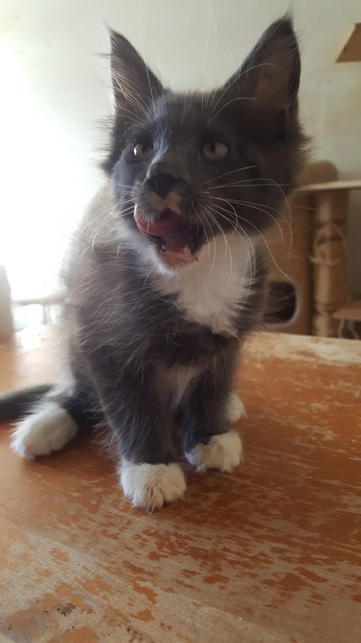 Kocurek Maine Coon
